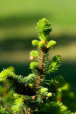 Picea glauca 'Albertiana' - smrk sivý (bílý) - jehlice